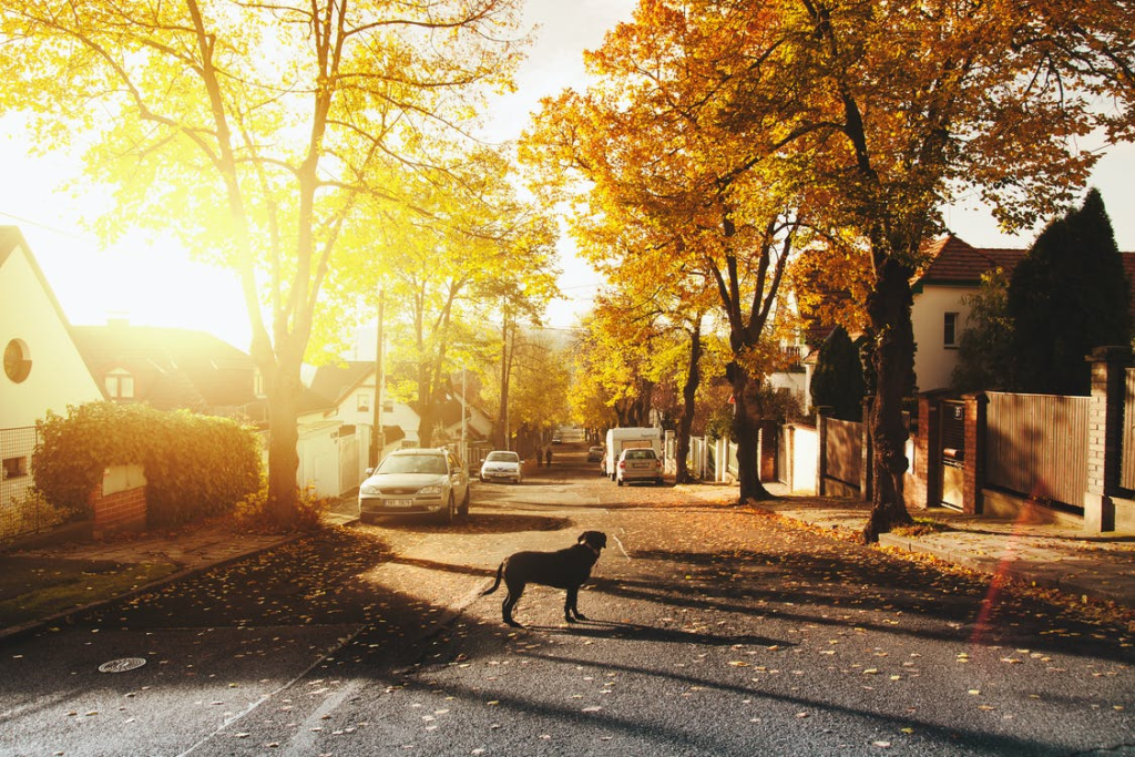 dog standing outside in a residential area